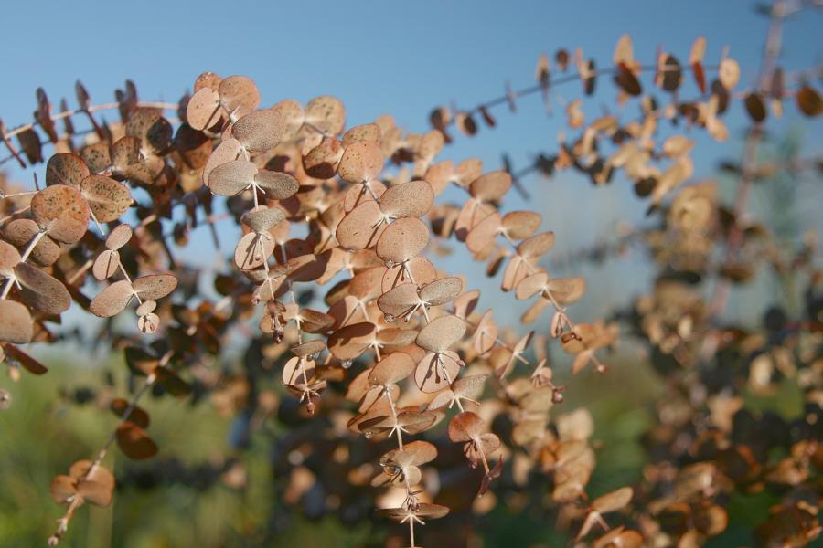 Blühender Eukalyptus.