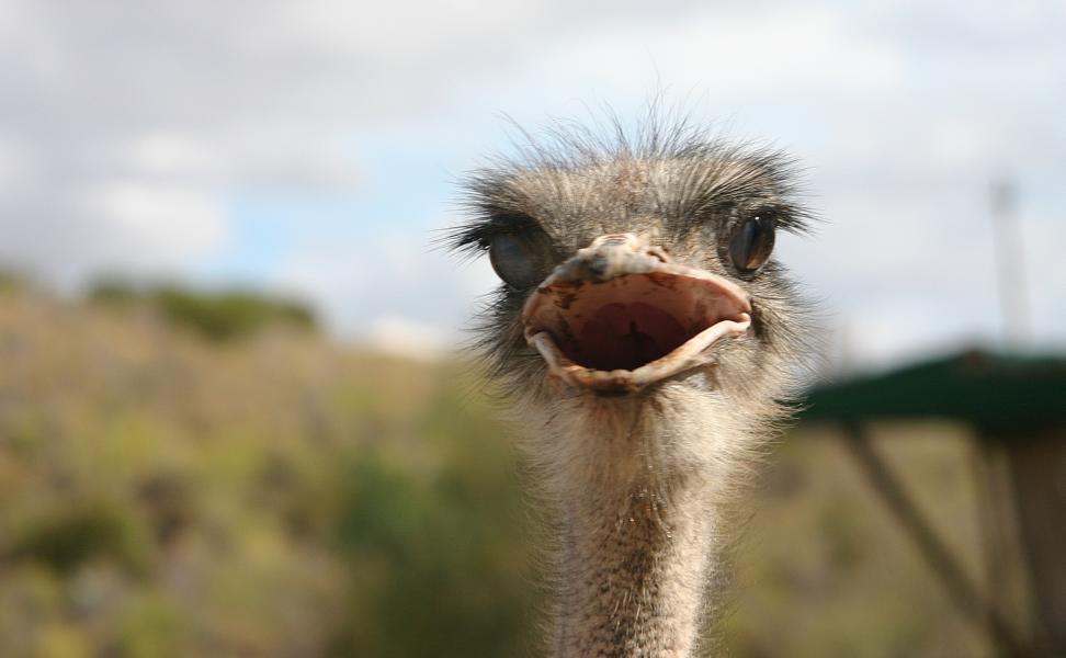 Der Afrikanische Strauß ist der größte lebende Vogel der Erde. Für den Menschen war der Strauß wegen seiner Federn, seines Fleisches und seines Leders seit jeher von Interesse, was in vielen Regionen zur Ausrottung des Vogels führte.