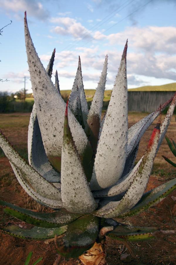 Aloe