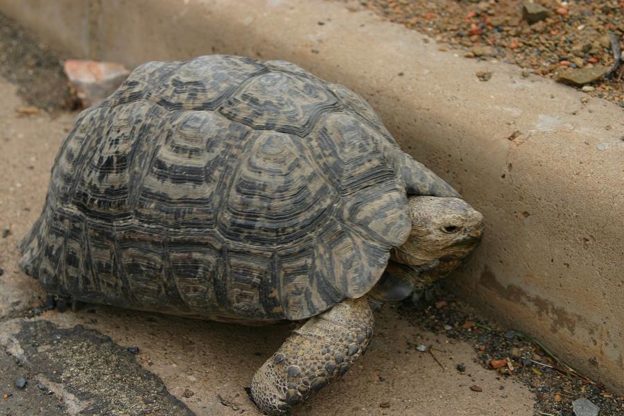 Große Bergschildkröte am Straßenrand von Prince Albert.