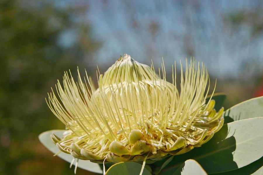 Protea