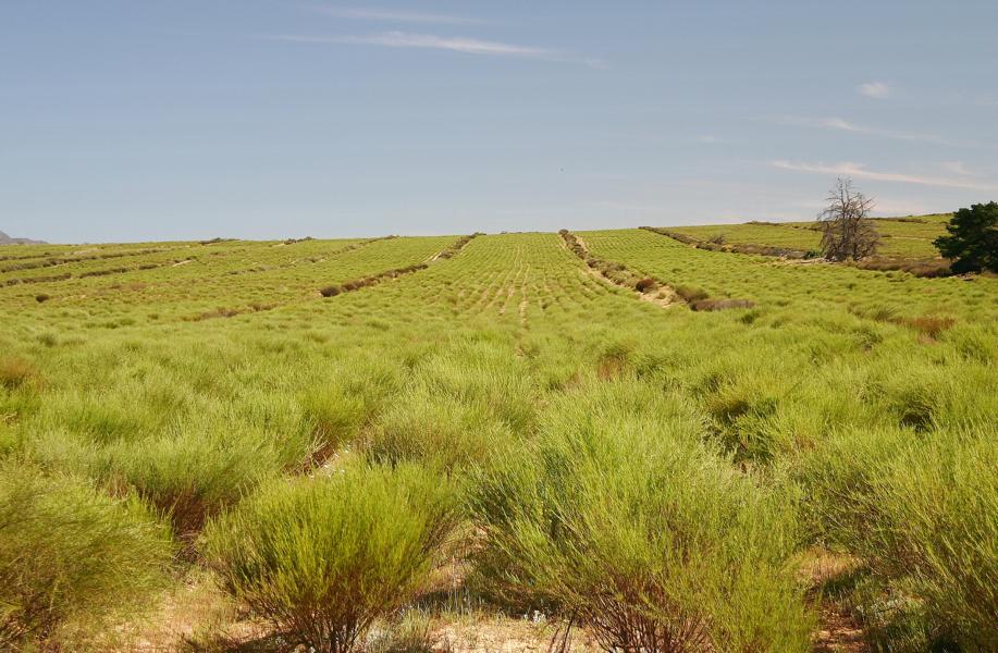 Rooibos Tee ist das Getränk Südafrikas. Bereits die Ureinwohner (Khoisan) haben den Rooibos als Heilpflanze geschätzt. Aus den getrockneten Nadeln der wild wachsenden Rooibos Teepflanze haben Sie ein heilendes und wohltuendes Getränk gebrüht. Wiederentdeckt wurde der Rooibos Tee vor ca. 60 Jahren und wird seit dieser Zeit landwirtschaftlich kultiviert. Der Rotbusch erreicht eine Größe von 1.5 Metern, dann ist er reif zum Ernten. Bis er dieses Stadium erreicht hat dauert es ca. 2 Jahre, je nach Jahr und Niederschlägen.