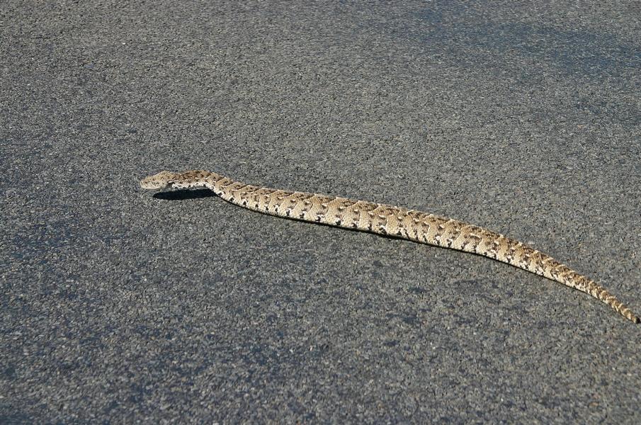 Diese Puffotter überquerte nahe Lamberts Bay die Straße. Die Puffotter ist eine Giftsschlange, die in ganz Afrika vorkommt. Durch ihr stark wirkendes Hämotoxin, ihre weite Verbreitung und Häufigkeit ist sie für die meisten gefährlichen Giftschlangenbisse in Afrika verantwortlich. Namensgebend sind die typischen Drohgebärden und -geräusche, die die Tiere bei einer Bedrohung produzieren. Dabei blähen sich die Schlangen auf und entlassen die Luft in lauten Zisch- und Knallgeräuschen. Schlangen dieser Art erreichen eine Länge von 90 bis 120 cm.
