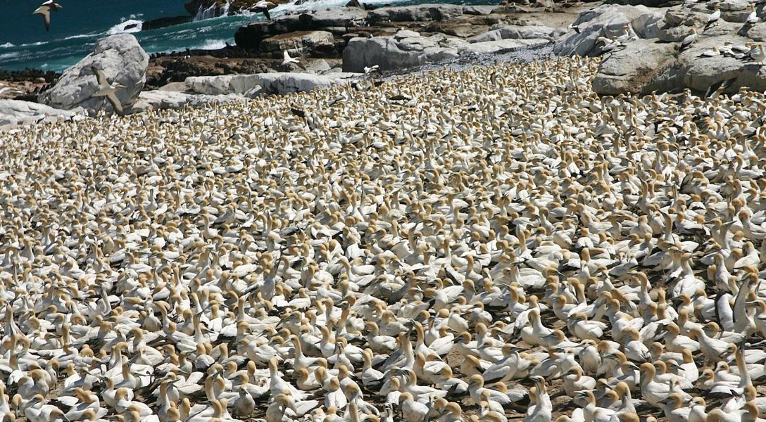 Das Naturschutzgebiet Bird Island Nature Reserve ist ein wichtiger Brut- und Rastplatz für Kormorane und vor allem Kaptölpel. 
