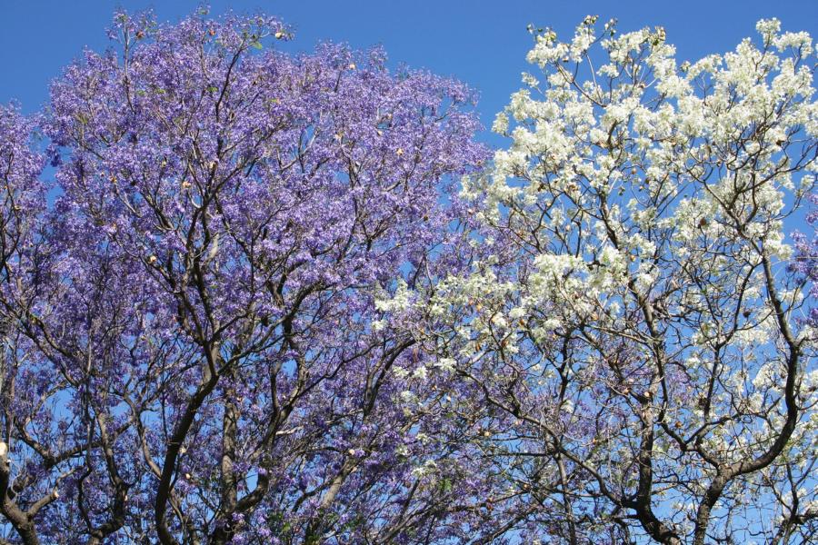 Die auffällige Blütenpracht der blauen und weißen Jacarandabäume hält etwa zwei Wochen an.