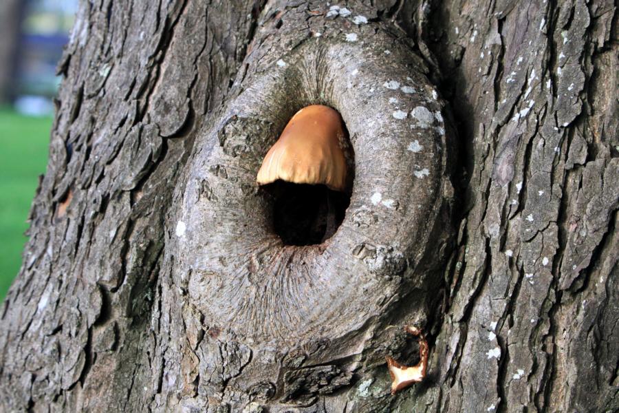 Eine Eulennisthöhle mit einem Pilzdach- das ist eine Rarität, die wir im Stadtpark von Wanganui entdeckten.