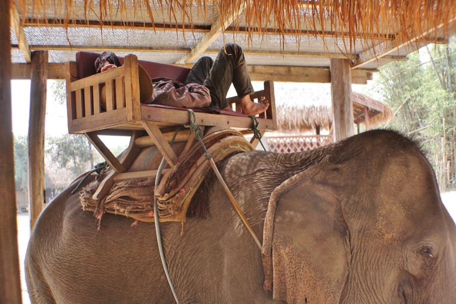 Der Mahout gönnte sich während des Fressens seines Arbeitstieres auch eine Ruhepause. 