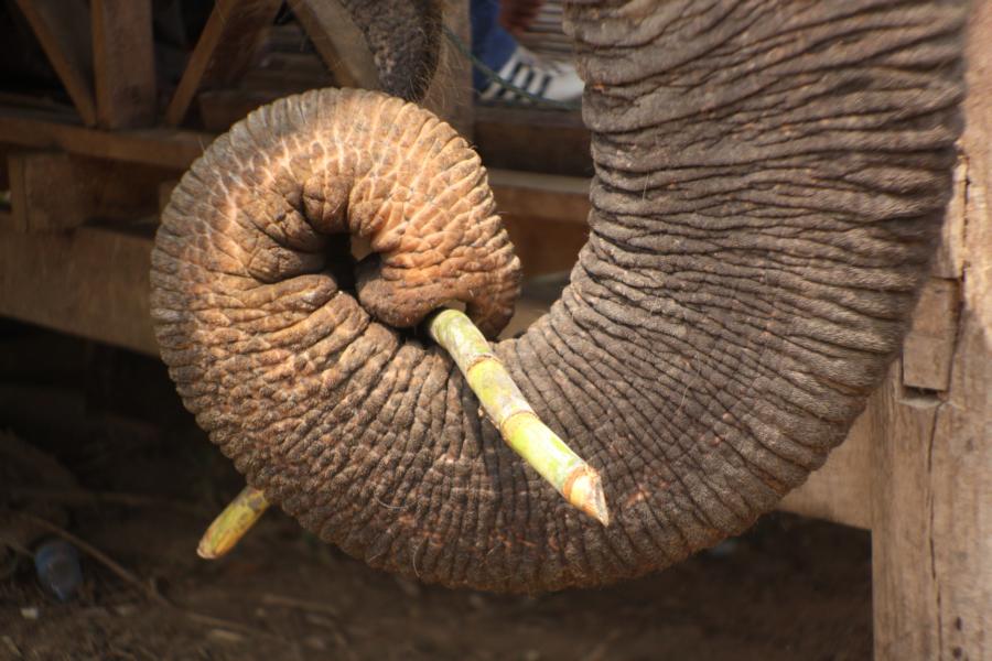 Wir beobachteten hautnah die Fütterung der Elefanten mit Zuckerrohr. Wie geschickt die Tiere ihre Nahrung aufnahmen, ließ sich aus allernächster Nähe betrachten. 