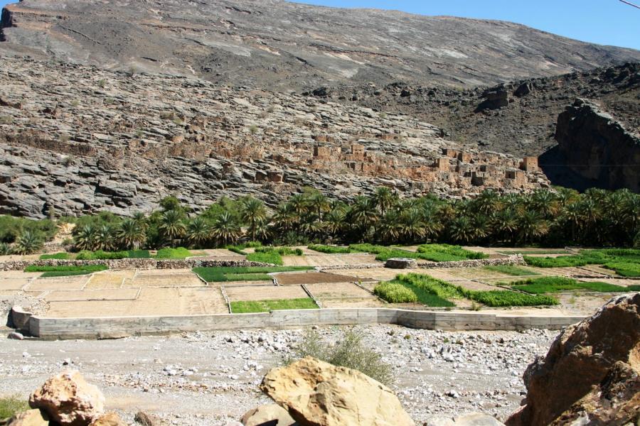 Wir unternahmen noch einen halbtägigen Ausflug in das Umland von Nizwa, wo die landwirtschaftlichen Nutzflächen anzutreffen sind.Über 500 Jahre alte Faladsch-Kanäle führen Wasser in die Oase.  