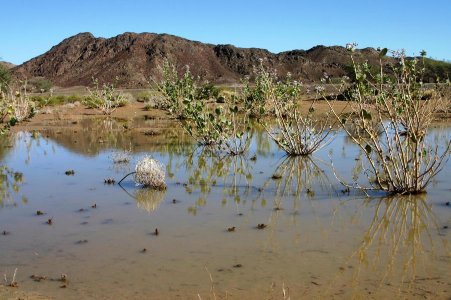 Die Niederschläge vor unserem Aufenthalt im Oman haben die Sträucher in der Landschaft zum Blühen gebracht.