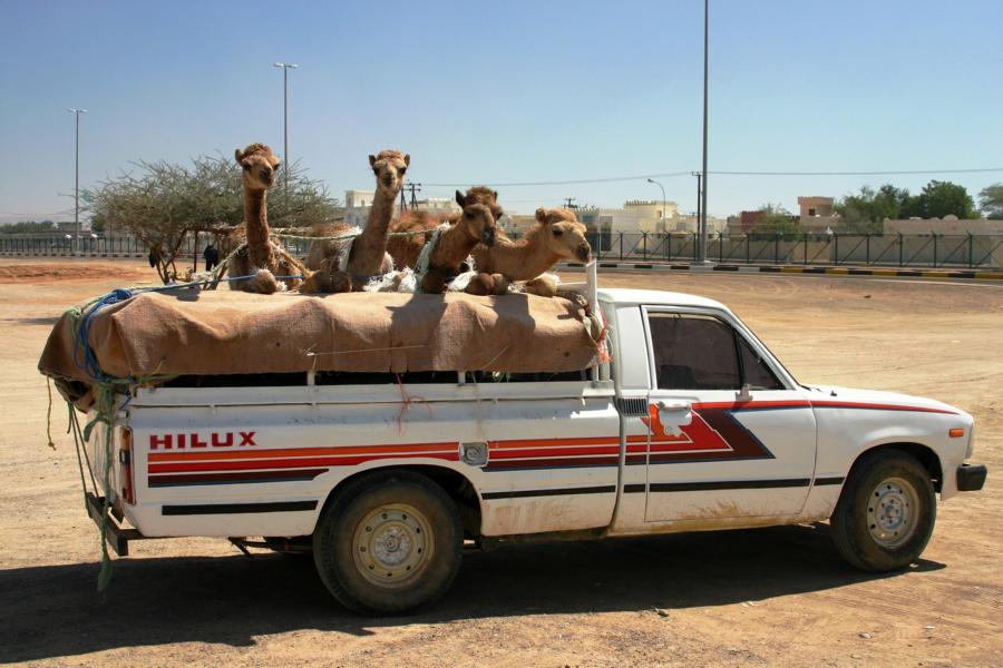 Gefesselt transportiert dieser Käufer seine Tiere nach Hause.