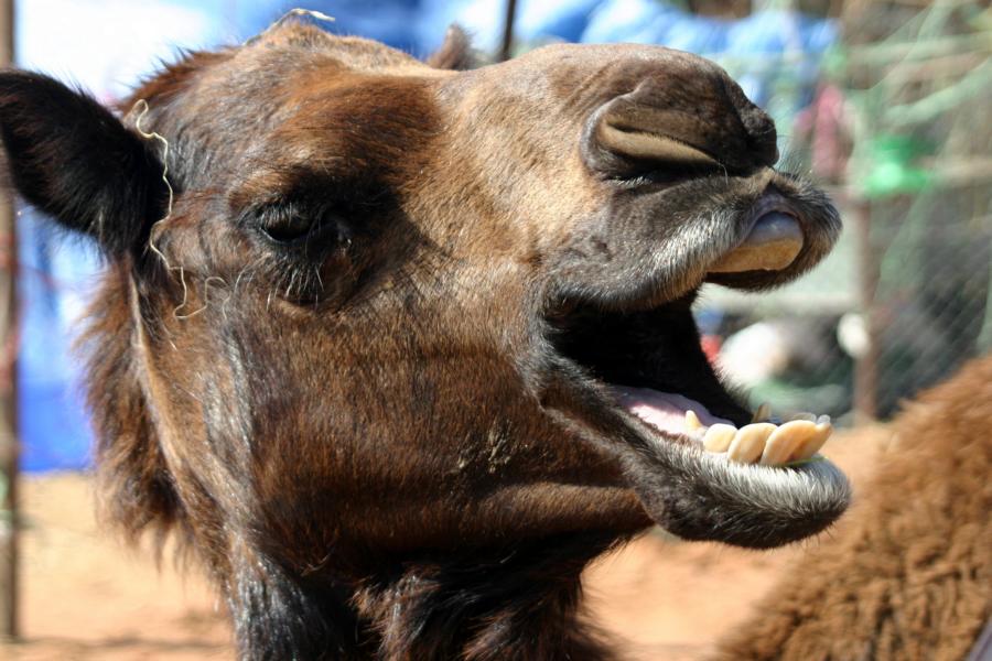 An den Zähnen lesen die Händler und Käufer das Alter der Tiere ab.