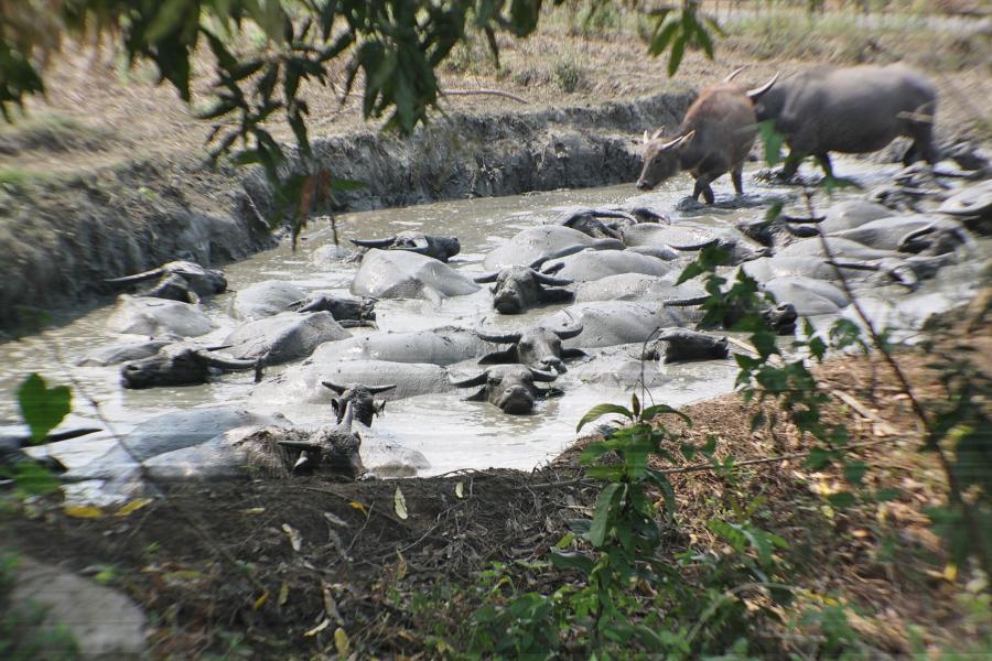 Die Büffelweibchen ziehen gegen Mittag, wenn die Hitze am größten ist, mit ihrem Nachwuchs zum ekelhaft stinkenden Schlammloch, wo sie nach einem noch freien Platz suchen. 