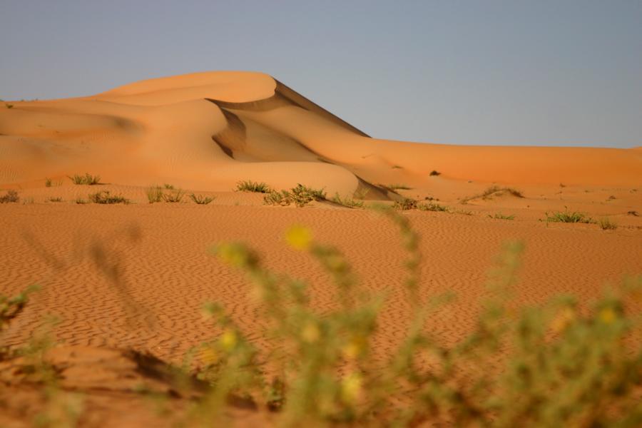 Die Temperaturen können vom Gefrierpunkt in der Nacht bis zu 60 °C tagsüber schwanken. Trotz der harten Bedingungen stellt die Sandwüste ein eigenes Ökosystem dar. So können in der gesamten Wüste Spinnen, Nagetiere und einige, wenn auch wenige, Pflanzenarten angetroffen werden.
