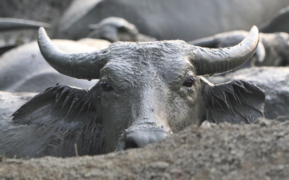 Die bereits im Schlamm liegenden Tiere genießen offensichtlich die Kühle der Schlammmasse. 