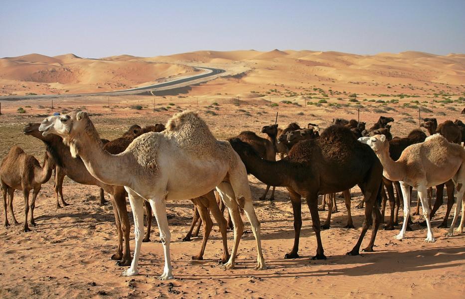 Die Beduinen meiden die Wüste und betreiben nur an den Wüstenrändern ihre Weidewirtschaft mit Kamelen.
