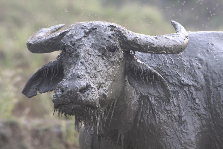 Im Schlammmantel verharren die Wasserbüffel in der Sonne, um abzutrocknen. Die sie umschwärmenden blutsaugenden Insekten haben vorerst keine Chance, an ihr Blut zu gelangen, weil alle Körperstellen mit dem Schlamm gut isoliert sind..