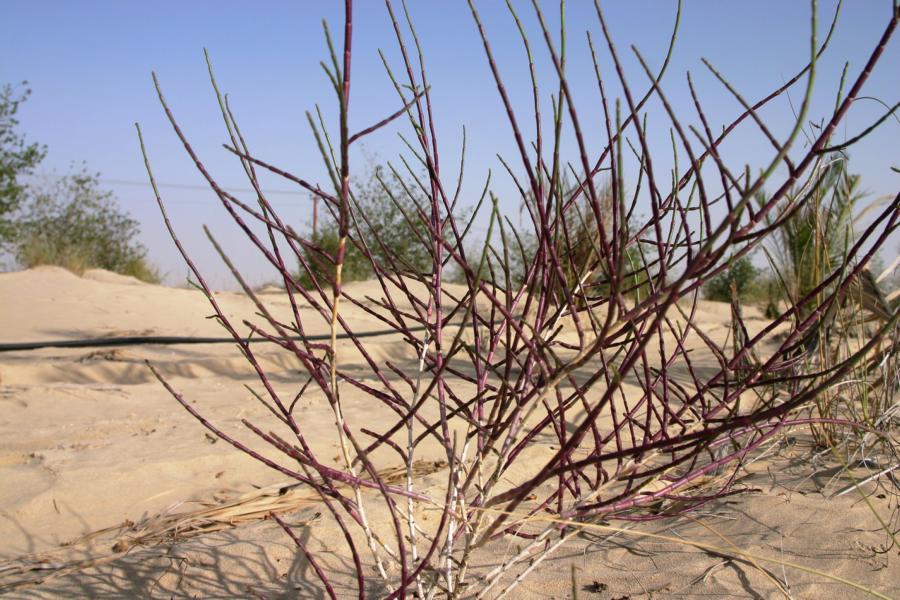 Mit dem Pflanzen von Sträuchern versucht man, die Bewegung des Sandes zu minimieren.