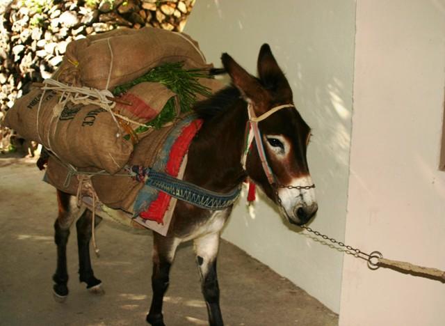 Das Maultier und der Esel sind ein wichtiges Transportmittel der Bergbauern. 