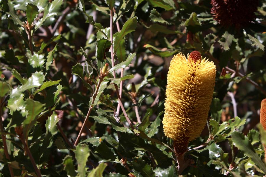 Die Banksia ist eine Pflanzengattung innerhalb der Silberbaumgewächse (Proteaceae). Ihr Vorkommen ist auf den australischen Kontinent, einschließlich Tasmanien, beschränkt, wobei dort 80 Arten vorkommen.