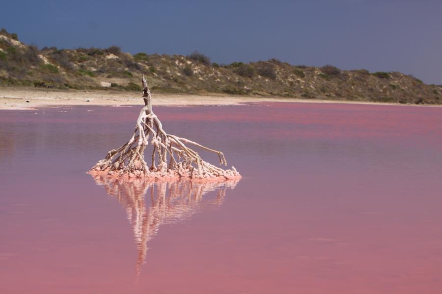 Spiegelung im Pink Lake.