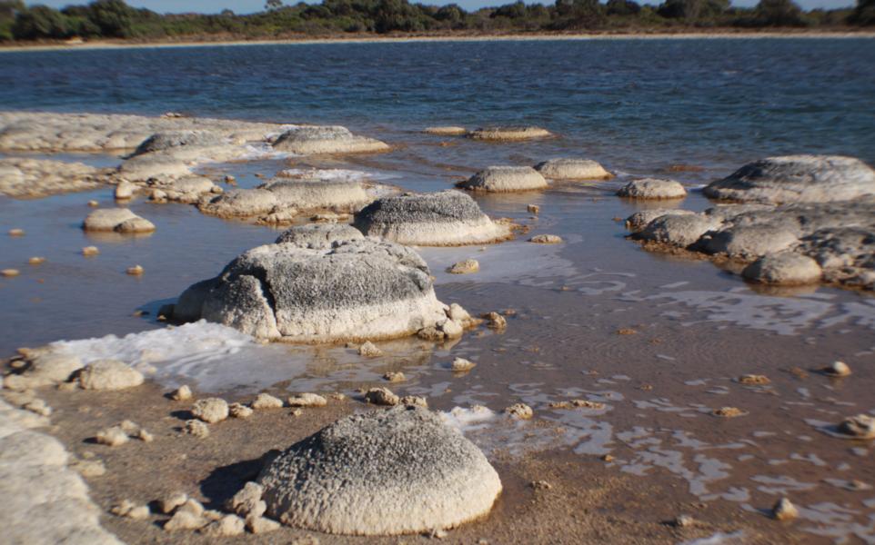 Lebende Stromatolithenkolonie am Lake Thetis nahe Cervantes, Westaustralien.
