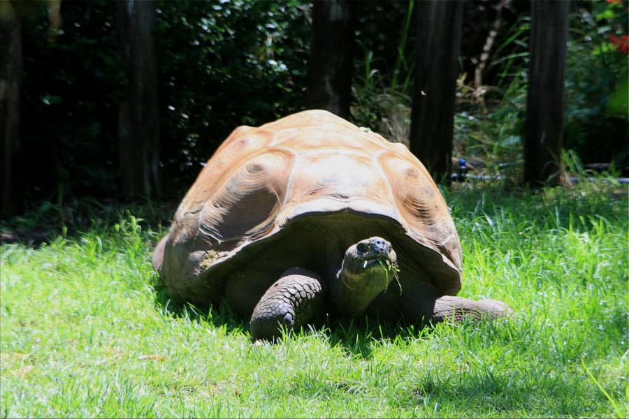 Riesenschildkröte