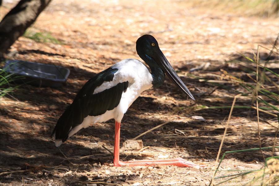 Jabiru