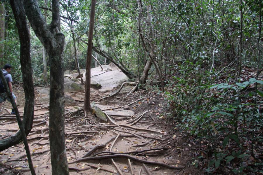 Der Weg zum heiligen Ort Kbal Spaen ist teilweise vom Wurzelwerk der Bäume überwuchert. 