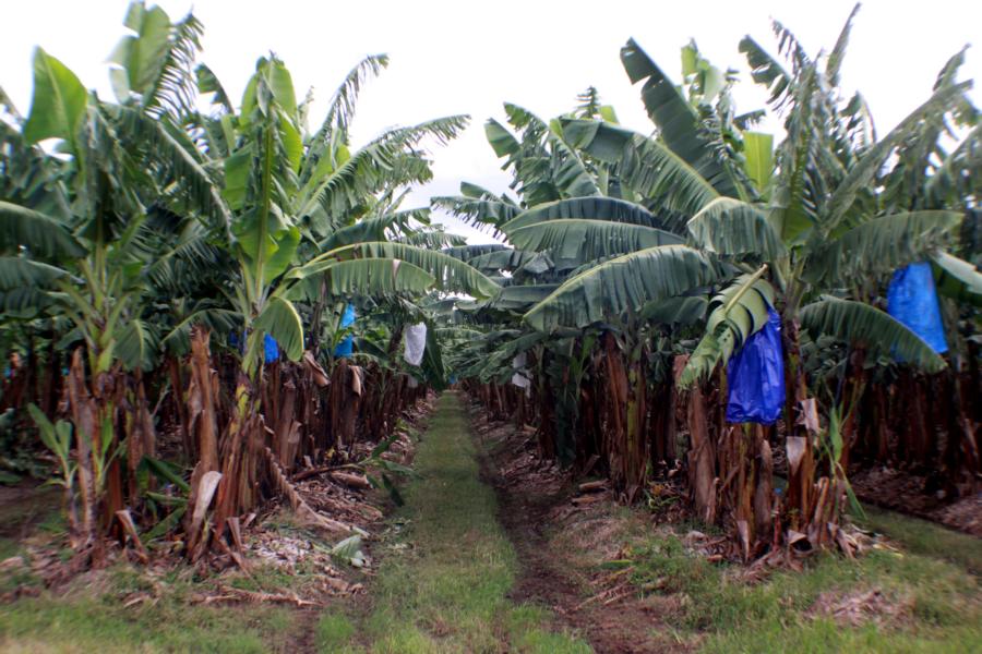 Riesige Bananenplantagen hat man südlich von Cairns angelegt.