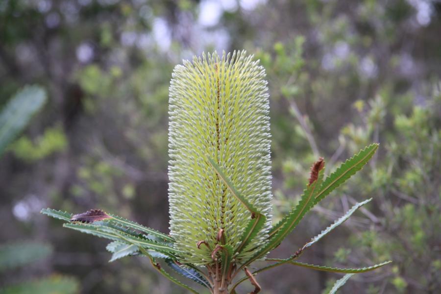 Banksia