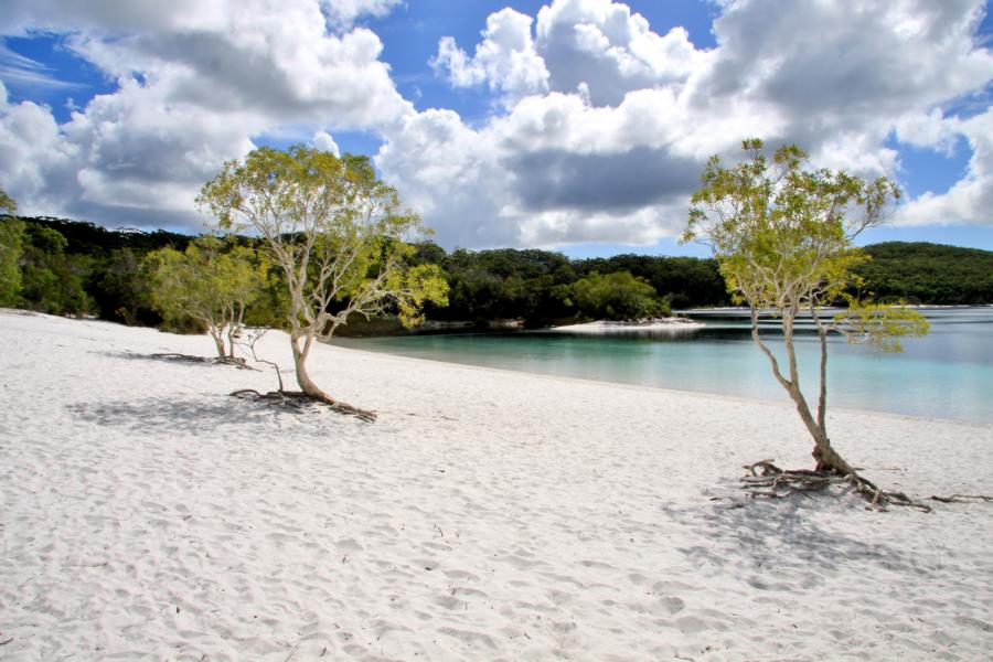 Auf der Fraser-Insel gibt es fast 200 Süßwasserseen, so auch den Lake McKenzie, den wir besuchten. Hier konnte man auch ein kühles Bad nehmen. Das Baden im Meer ist lebensgefährlich, da dort tückische Strömungen herrschen, die Gewässer sehr schnell tief werden und Haie in dem Gebiet leben.