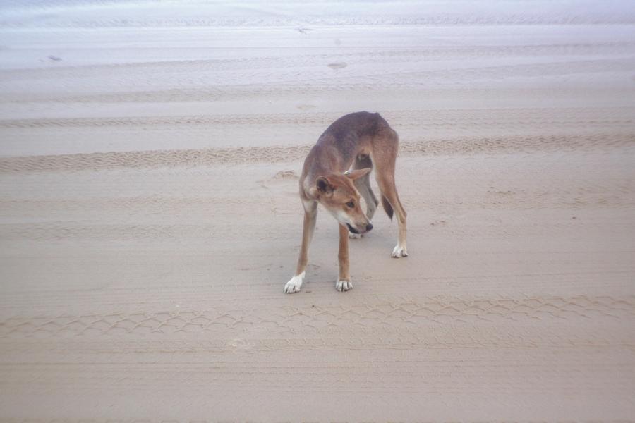 Eine Touristenattraktion ist der Dingo. Laut aktuellen Einschätzungen sind auf der Insel rund 300 Tiere ansässig.Einer kam uns vor die Kamera. Leider kommt es (meist durch menschliches Fehlverhalten) immer wieder zu Zwischenfällen, die mit Verletzungen und manchmal für die Menschen tödlich enden. In der Mehrzahl der Fälle enden die Zwischenfälle jedoch für die Dingos tödlich