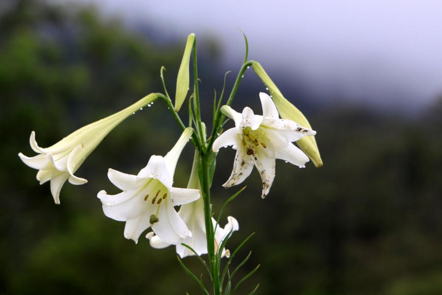 Lilien wuchsen in den Niederungen, die wir bei der Rückkehr durchfuhren.,
