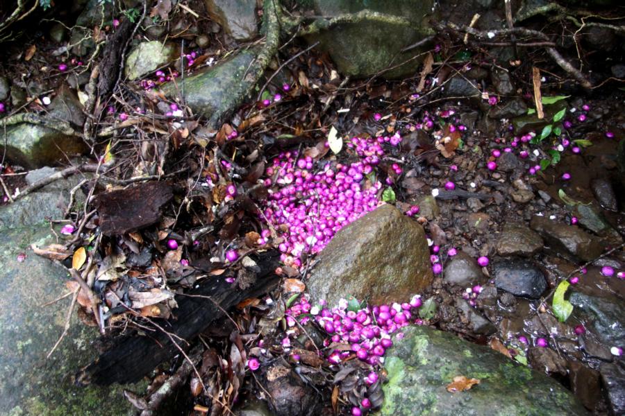 Herabgefallene, auffällige Früchte von Bäumen.
