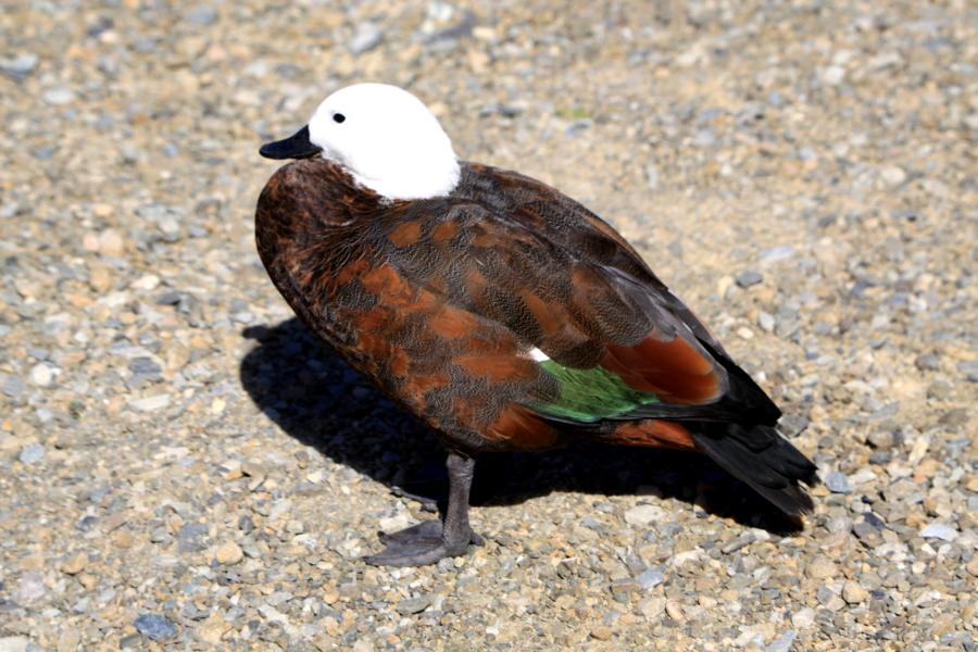 Neben anderen Enten- und Gänsearten ist besonders die Paradieskasarka (Tadorna variegata) auffällig.Der Paradieskasarka ist ein ausschließlich in Neuseeland heimischer Entenvogel, der zu den Halbgänsen zählt. Dieses Weibchen zeigte keine Scheu vor Menschen.
