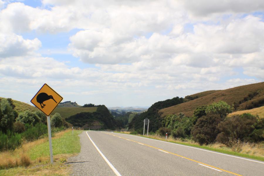  Kiwi -Areal auf dem Weg nach Napier.
