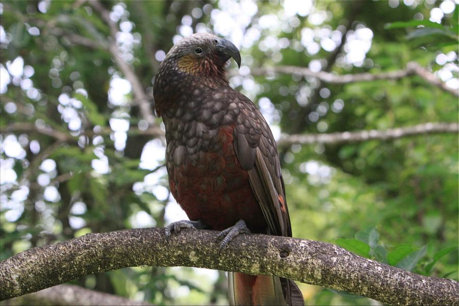 Der Kaka ist ein Papagei von etwa 40 cm Länge. Bei der Farbe des Gefieders herrschen am Nacken, am Rücken, auf der Brust und auf der Oberseite der Flügel Brauntöne vor. Der Bauch, die Unterseite der Flügel und ein Band zwischen Nacken und Rücken sind rötlich, Stirn und Oberkopf grau-weiß gefärbt. Beim Männchen ist der Schnabel stärker gekrümmt als beim Weibchen.