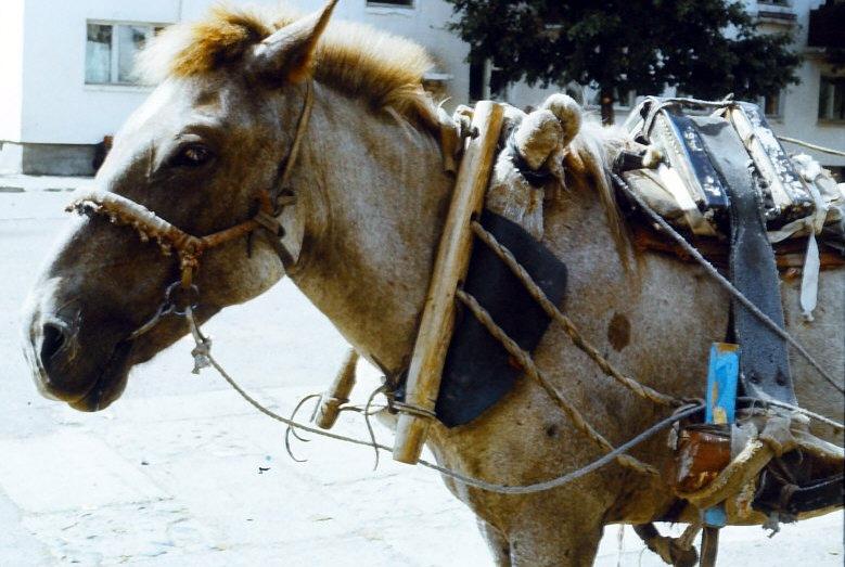 Das Pferd hat in der Mongolei eine lange und wichtige Tradition. In den Weiten der Steppe war und ist es ein unerlässliches Hilfsmittel für die einheimische Bevölkerung um sich zügig und sicher von Ort zu Ort bewegen zu können. 