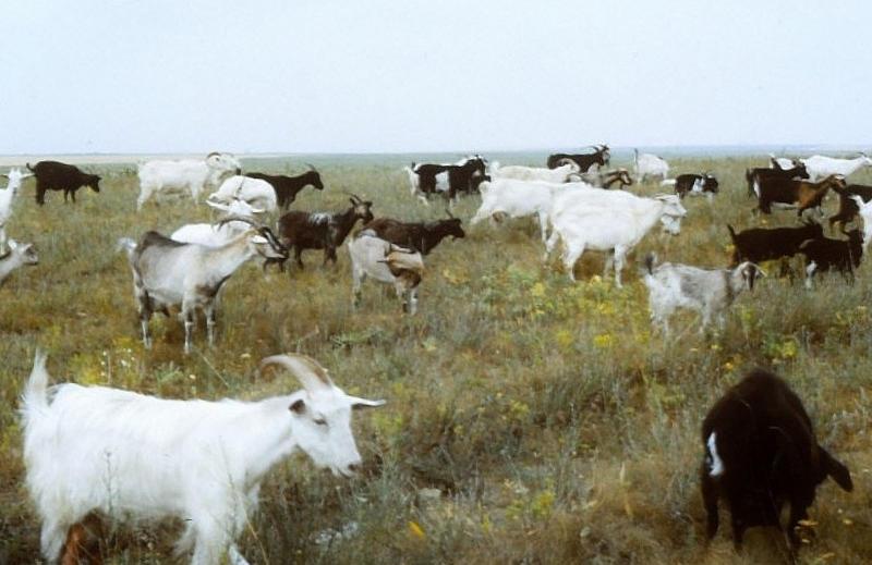 Im Steppengebiet nach der Stadt Charkiv begegneten wir etlichen Hirten, die Ziegen hüteten.