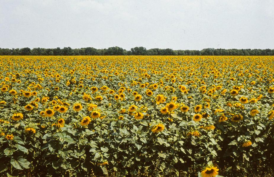Riesige Sonnenblumenfelder prägten die landwirtschaftlichen Nutzflächen.