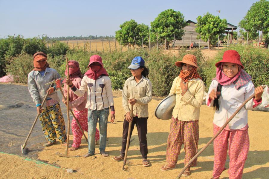 Freiflächen und Straßenränder werden als Trocknungsflächen für den geernteten Reis genutzt. Das Getreide öfter zu wenden ist Frauensache.