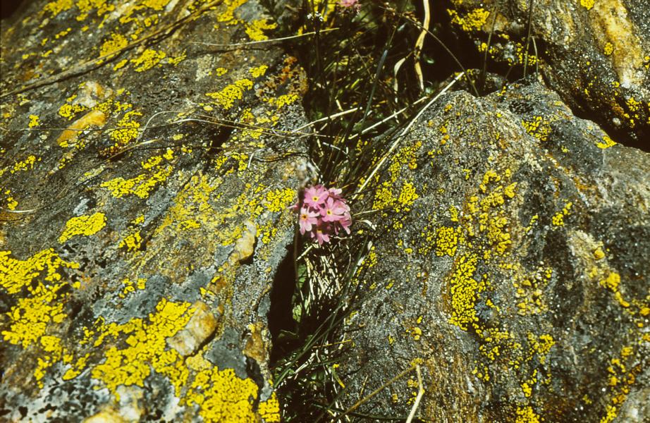 Primula minima