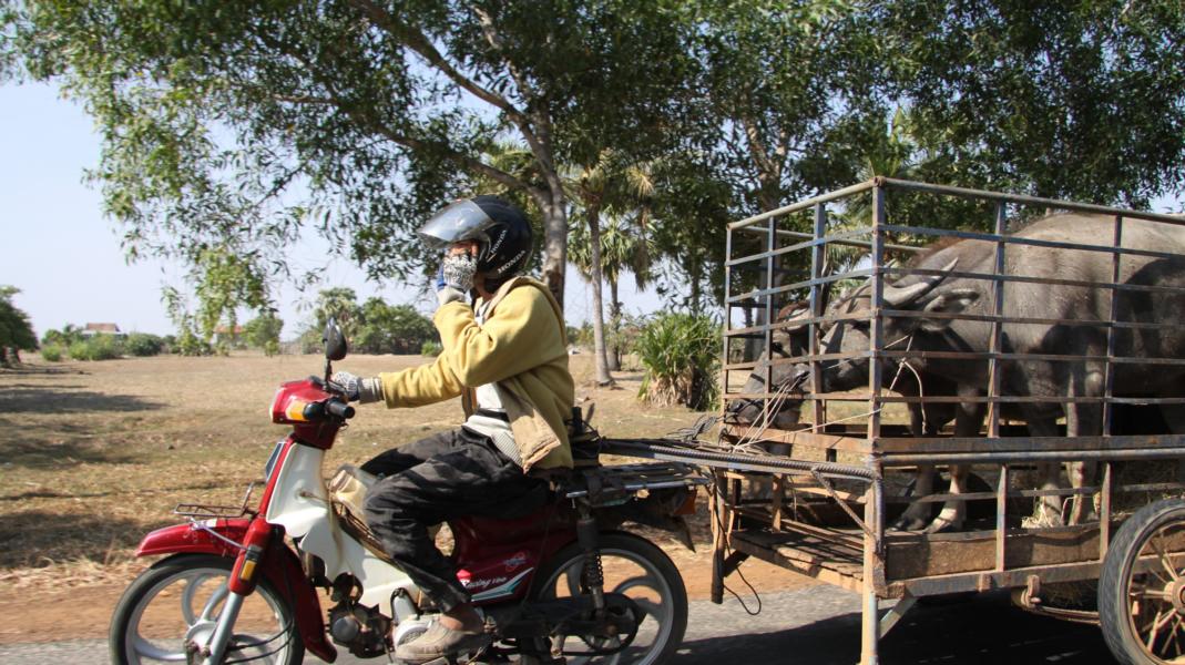 Der Wasserbüffel spielt auch als Arbeitstier in Kambodscha eine wichtige Rolle. Um Inzucht zu verhindern, verkauft man auf Tiermärkten, wo dieser Bauer seine beiden Büffel hinfährt. Selbst mit einer Hand steuert er das Gefährt, um mit der anderen per Handy zu telefonieren. Kunst ist eben Kunst!