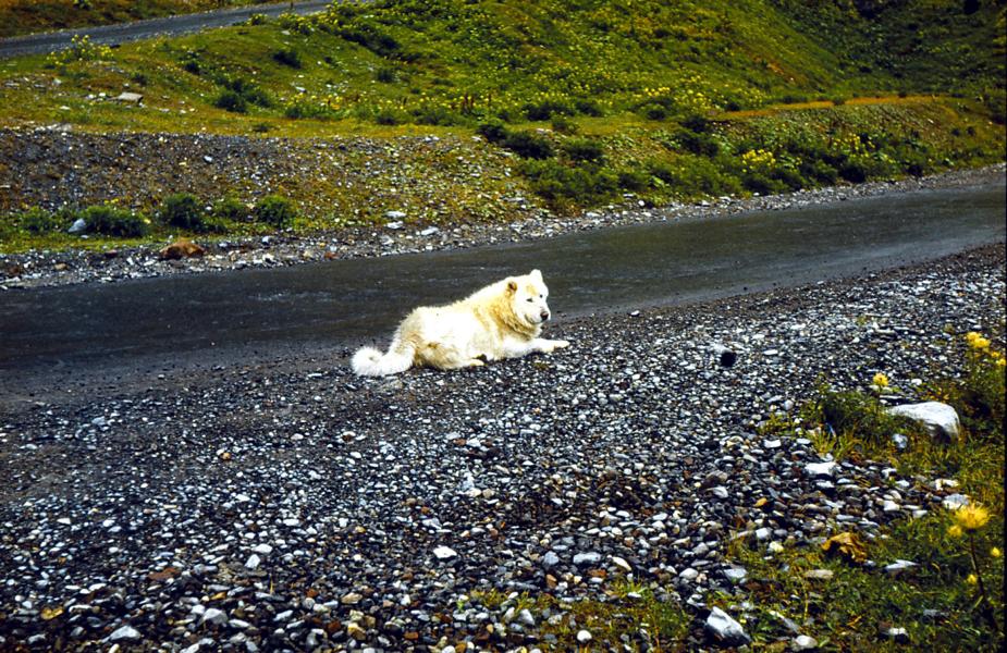 Kaukasischer Hütehund. 