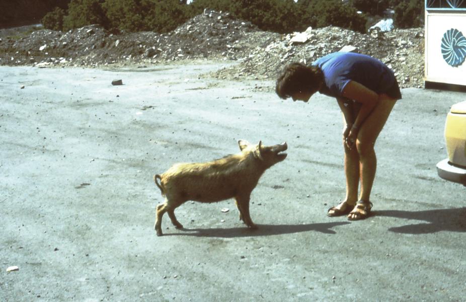Betttelndes Schwein am Straßenrand.