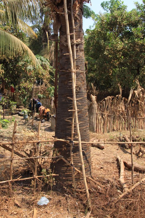 In Hausnähe befinden sich die fast 15m hohen Palmen, an deren Stämmen die aus Bambus gefertigten Steigleitern befestigt sind, die von den Männern beim Abschlagen der Palmwedel benutzt werden.