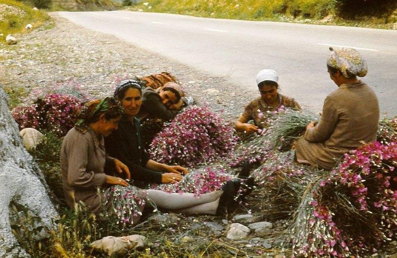 Im Kleinen Kaukasus trafen wir mehrfach auf Frauen, die Kräuter sammelten.