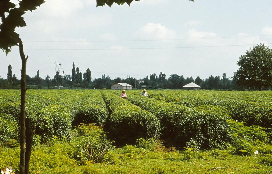 Die ersten Teeplantagen auf dem Weg nach Suchumi.
