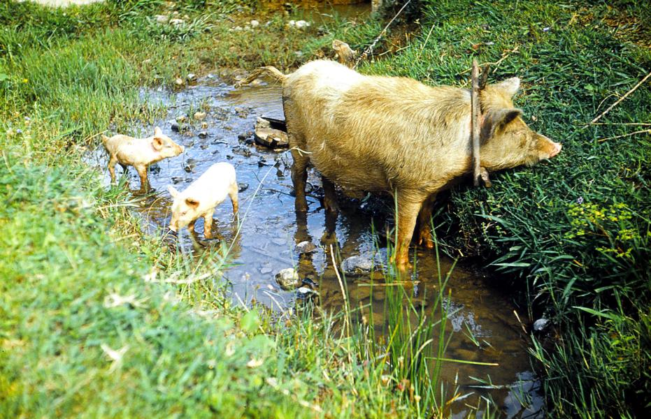 Schweine haben freien Auslauf und können auch in die Teeplantagen laufen.